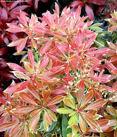 Pieris japonica 'Ralto' - pieris