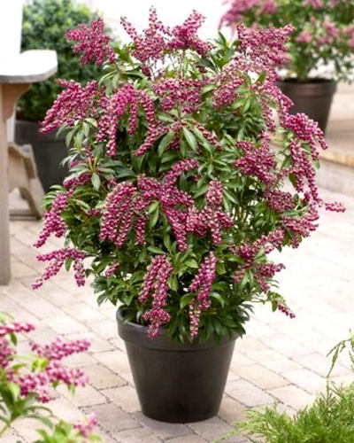 Pieris japonica 'Passion' - pieris japonský