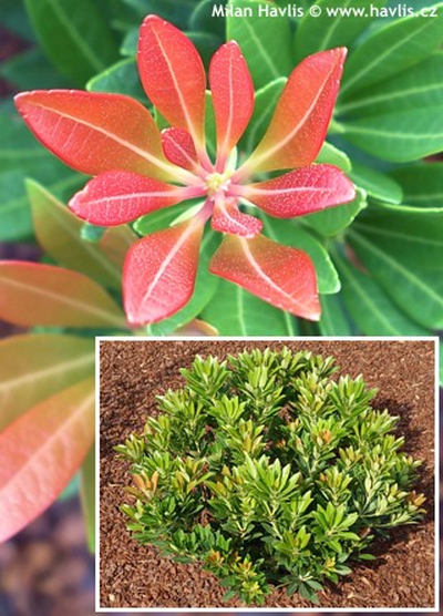 Pieris japonica 'Temple Bells' - pieris japonský