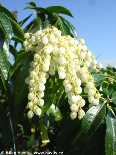 Pieris japonica 'Stöckmann' - pieris japonský