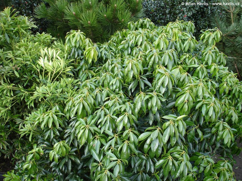 Pieris japonica 'Stöckmann' - pieris japonský