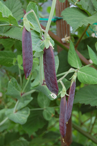 Zelenina - červen: Hrách setý kapucínský (Pisum sativum) BLAUWSCHOKKERr je raný 160 - 200 centimetrů