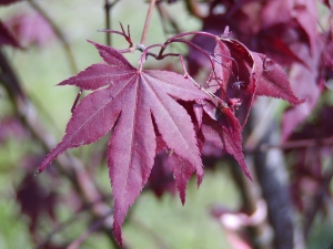 Acer palmatum 'Atropurpureum'