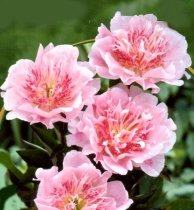 Paeonia lactiflora 'Do Tell' - Peony