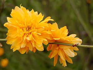 Kerria japonica Pleniflora