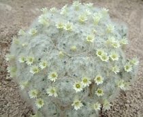 Mammilliaria plumosa - Feather Cactus