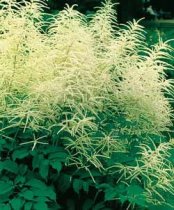 Aruncus dioicus - Goats Beard