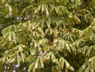 Jírovec maďál napadený klíněnou jírovcovou