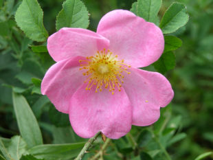 Rosa gallica - růže galská