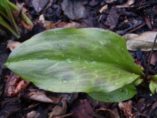 Erythronium ‘Pagoda’ - kandík