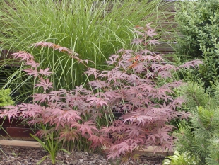 Acer palmatum - javor dlanitolistý
