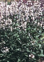 Penstemon digitalis 'Husker's Red' - Foxglove Penstemon