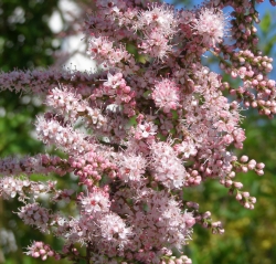 Tamarix gallica - tamaryšek francouzský