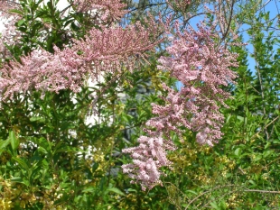 Tamarix gallica - tamaryšek francouzský