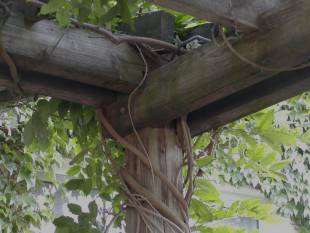 Pergola - detail