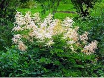 Aruncus dioicus 'Kneiffii' - Goat's Beard