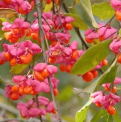 Euonymus europaeus - brslen evropský 