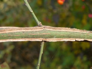 Euonymus europaeus - brslen evropský