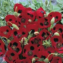 Papaver commutatum 'Ladybird' - Flanders Poppy