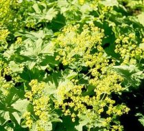 Alchemilla mollis - Lady's Mantle