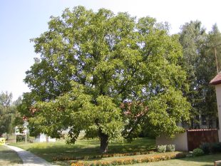 Juglans regia - ořešák vlašský