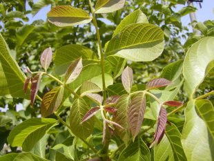Juglans regia - ořešák vlašský