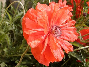 Papaver orientale - mák východní