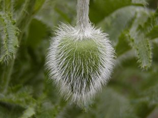 Papaver orientale - mák východní