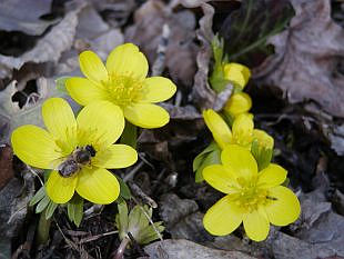 Eranthis hyemalis - talovín zimní