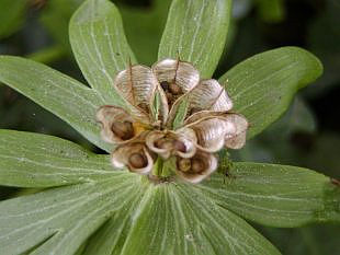 Eranthis hyemalis - talovín zimní