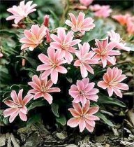 Lewisia longipetala 'Little Plum' - Lewisia