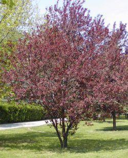 Prunus cerasifera 'Nigra' - Purple Leaved Flowering Plum