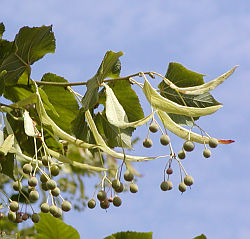 Tilia platyphyllos - lípa velkolistá