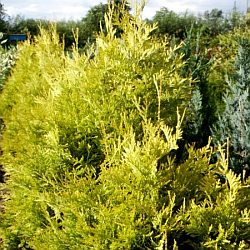 Thuja occidentalis 'Sunkist' - zerav západní