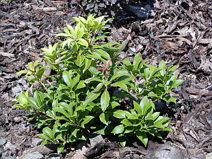 Pieris japonica - pieris japonský