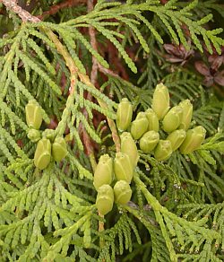 Thuja occidentalis - zerav západní