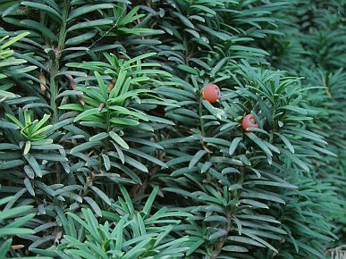 Taxus baccata 'Fastigiata' - Columnar Irish Yew