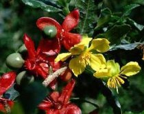 Ochna serrulata - Mickey Mouse Plant