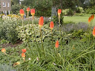 Kniphofia uvaria 'Nobilis' - kniphofie