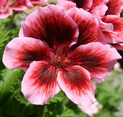 Pelargonium grandiflorum - tzv. anglická pelargonie