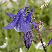 Aquilegia vulgaris
