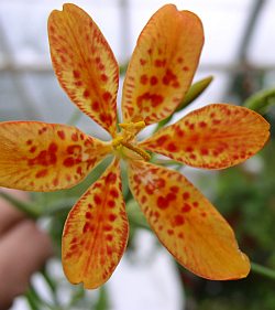 Belamcanda chinensis - iksja chińska