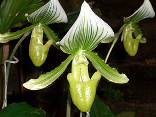 Paphiopedilum maudiae (orchidej)