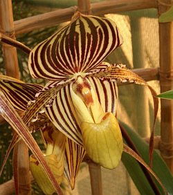 Paphiopedilum rotschildianum (orchidej)