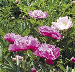Paeonia - pivoňka