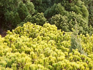 Pinus mugo 'Wintergold' - borovice kleč