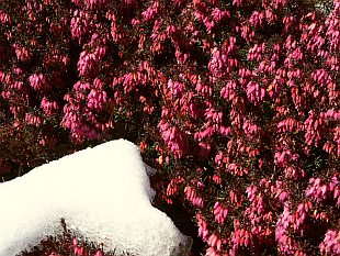 Erica carnea 'Chalenger' - vřesovec pleťový