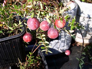 Vaccinium macrocarpum - brusnice velkoplodá