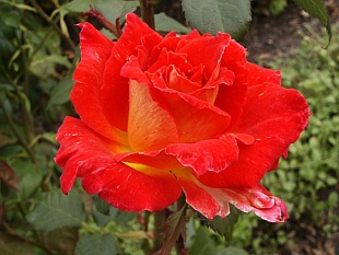 Rosa 'Lustige' - růže