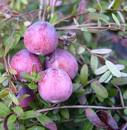 Vaccinium macrocarpum - Żurawina wielkoowocowa